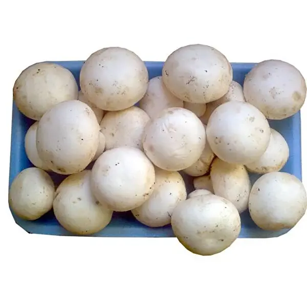 Mantar 300g