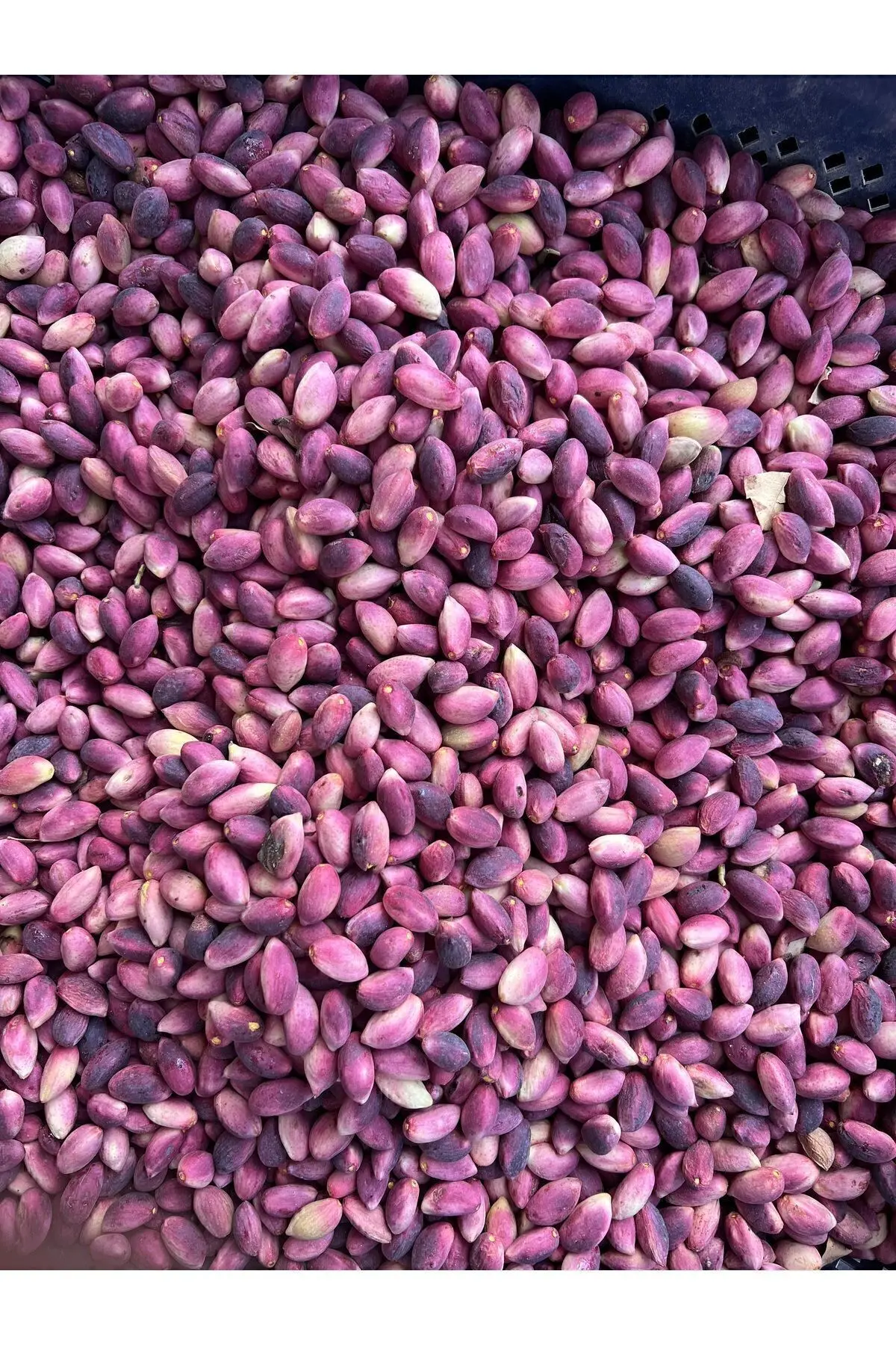 TAZE ANTEP FISTIGI (YAS BEN)1KG