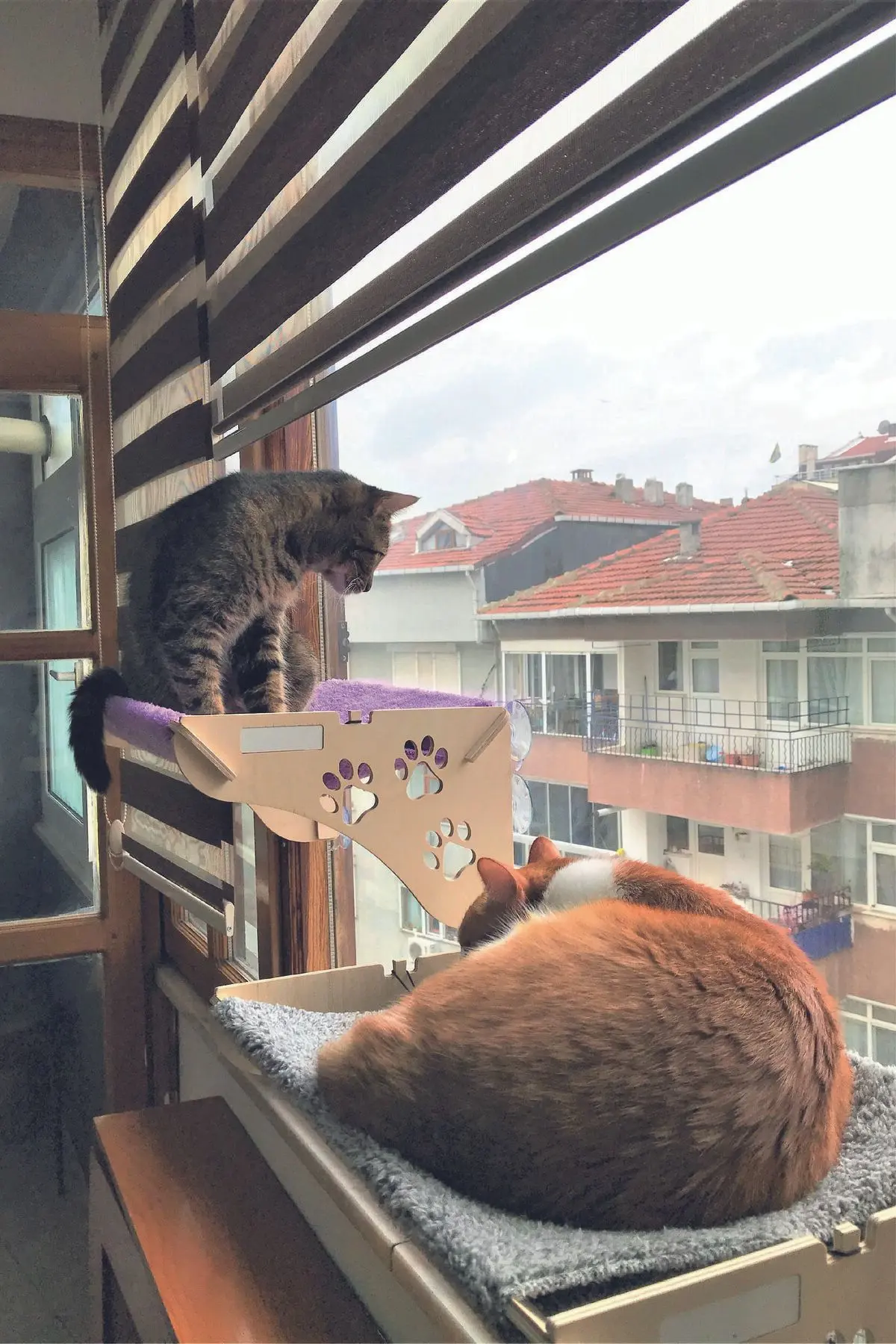 ATA HOME Cama Asılan Kedi Yatağı Vantuzlu